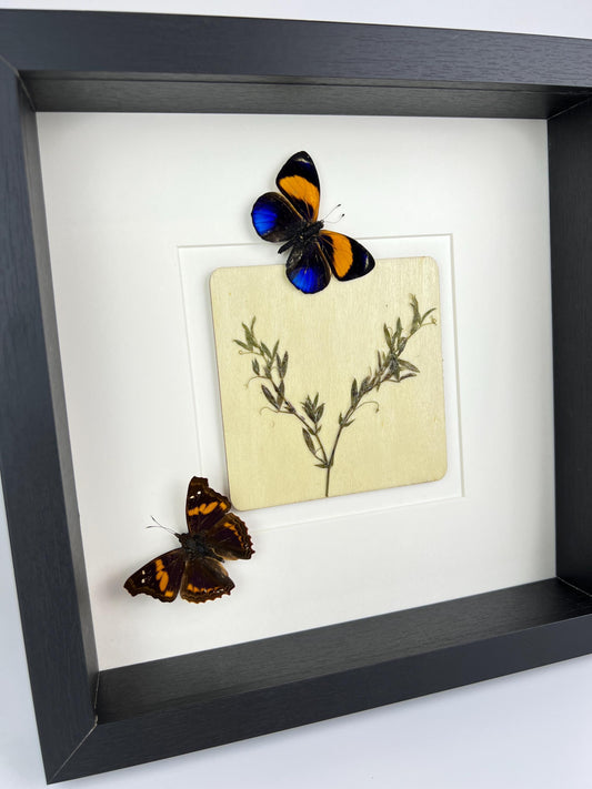 Framed Asterope Markii and Doxocopa with Dried Flowers – 25 x 25 cm (9.84 x 9.84 inches)