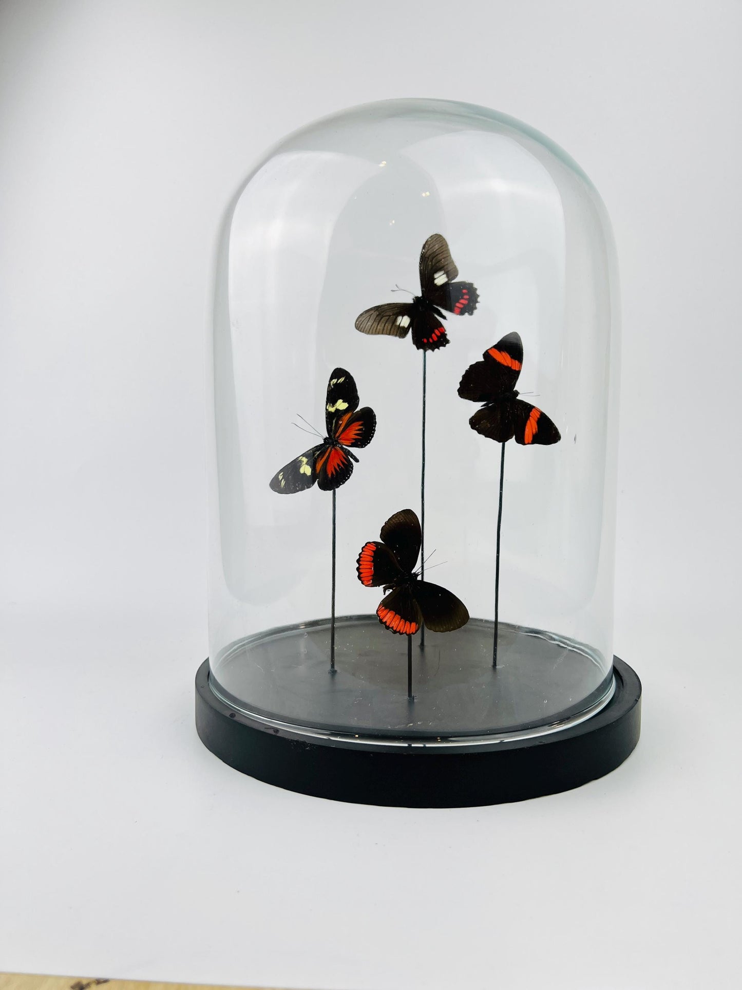 Echte vlinders | Mix vlinders in stolp (31x23cm)