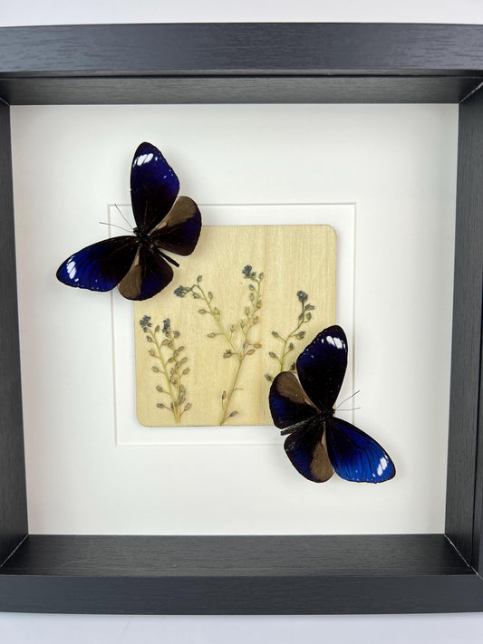 Framed Euploea Mulciber Butterflies with Dried Flowers – 25 x 25 cm (9.84 x 9.84 inches)