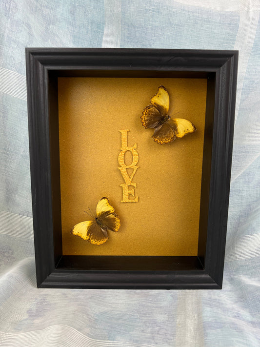 Echte vlinders | Cymothoe Haynac in lijst (28x23cm)