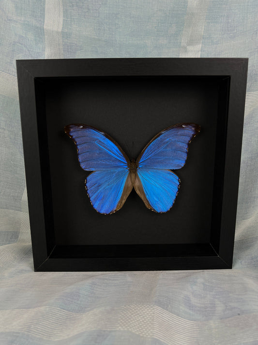 Exotische echte vlinder Morpho Didius-lijst - taxidermiedisplay met zwarte achtergrond