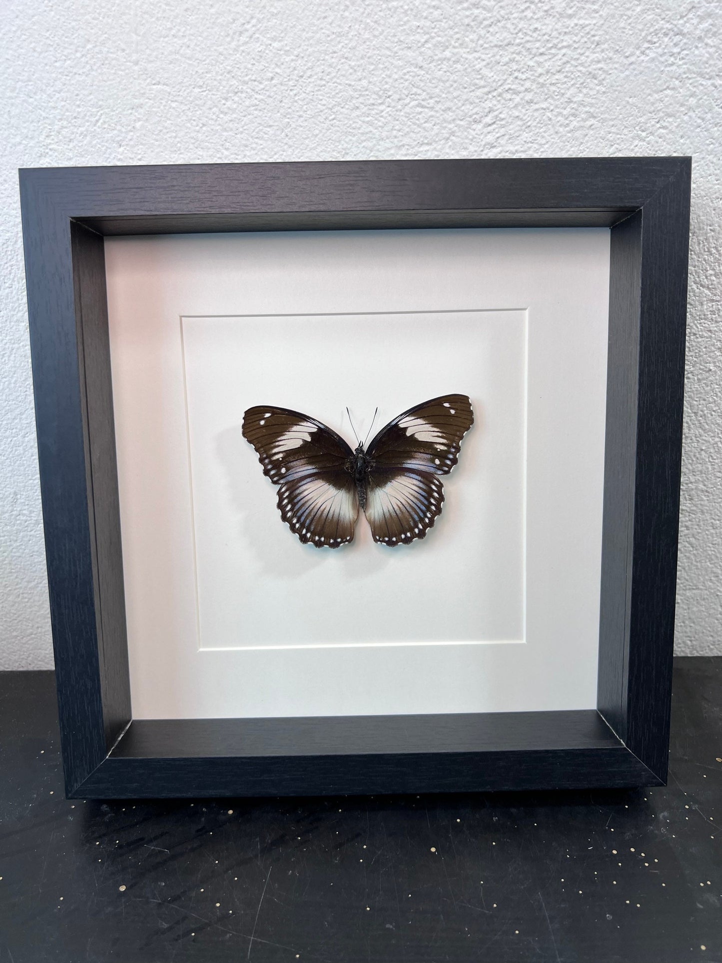 Framed real butterfly Hypolimnas Monteironis