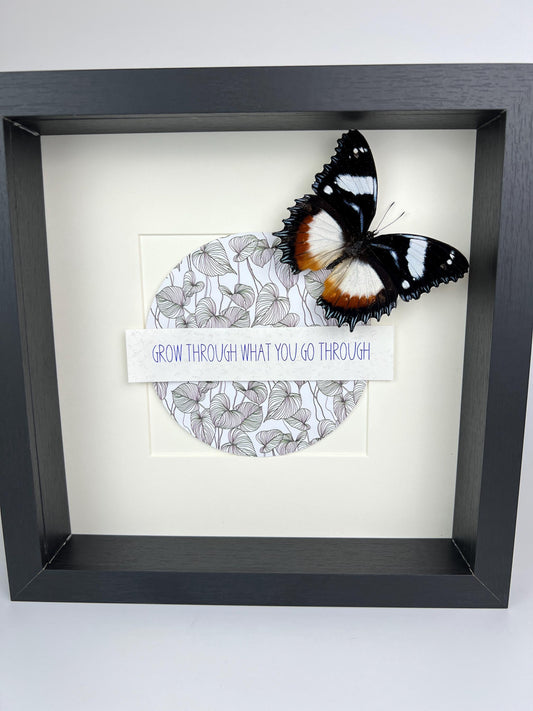 Framed Hypolimnas Dexithea with inspirational text – 25 x 25 cm (9.84 x 9.84 inches)