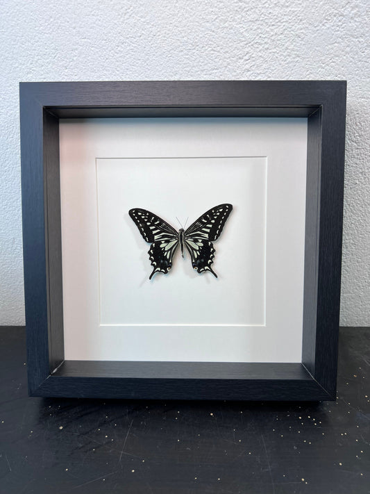 Framed real butterfly Papilio Xuthus