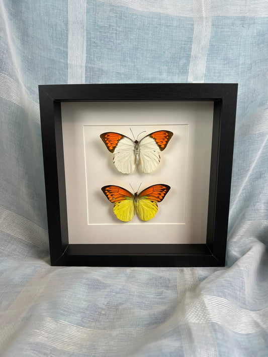 Echte vlinders Hebomoia Glaucippe en Hebomoia Leucippe in lijst 25x25cm