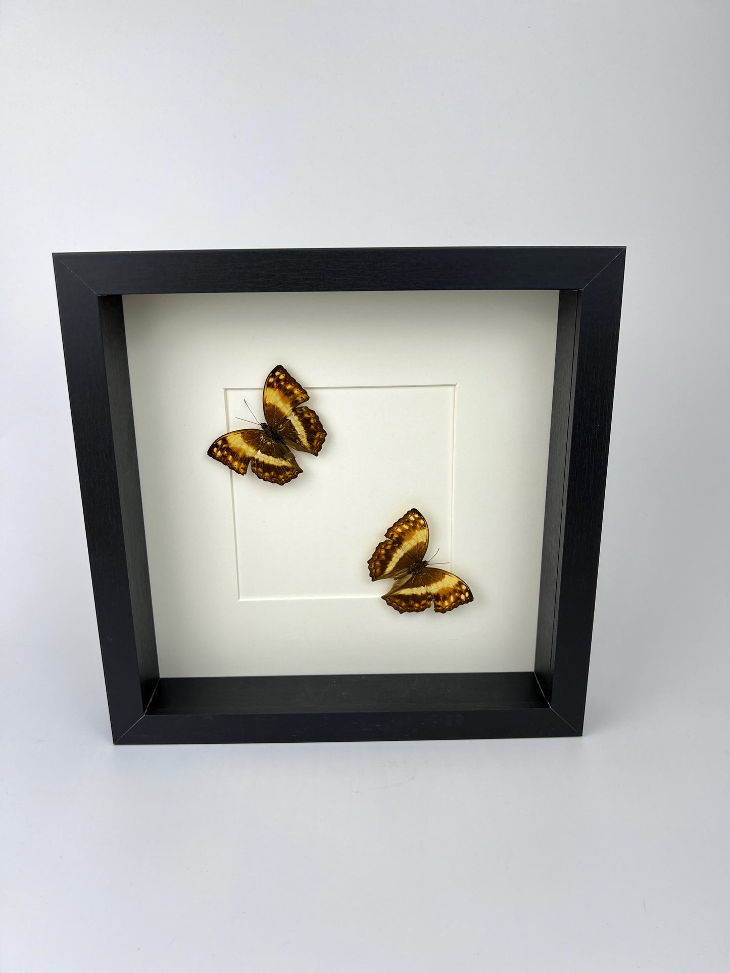 Echte vlinders | Harma Theobene in lijst (25x25cm)