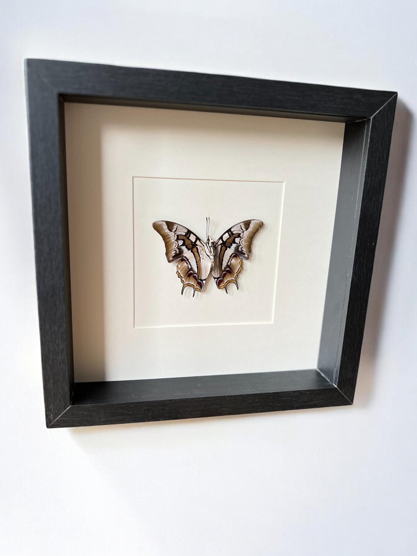 Opgezette vlinder Polyura Cognathus in lijst van 25x25 cm