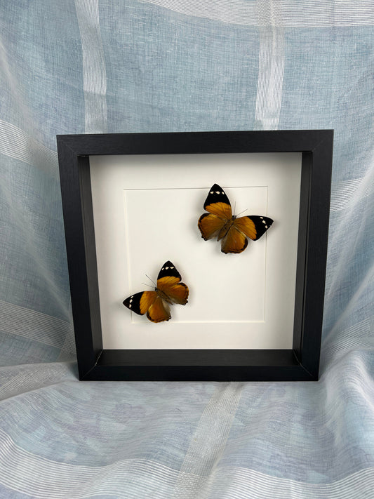 Echte vlinders | Smyrna Blomfieldia in lijst (25x25cm)