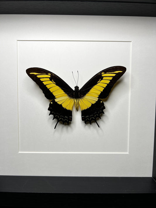 Opgezette vlinder Papilio Androgeus in lijst van 25x25 cm