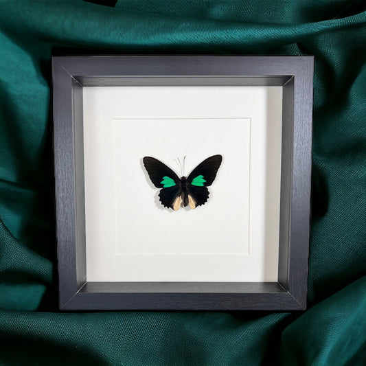 Framed butterfly Parides