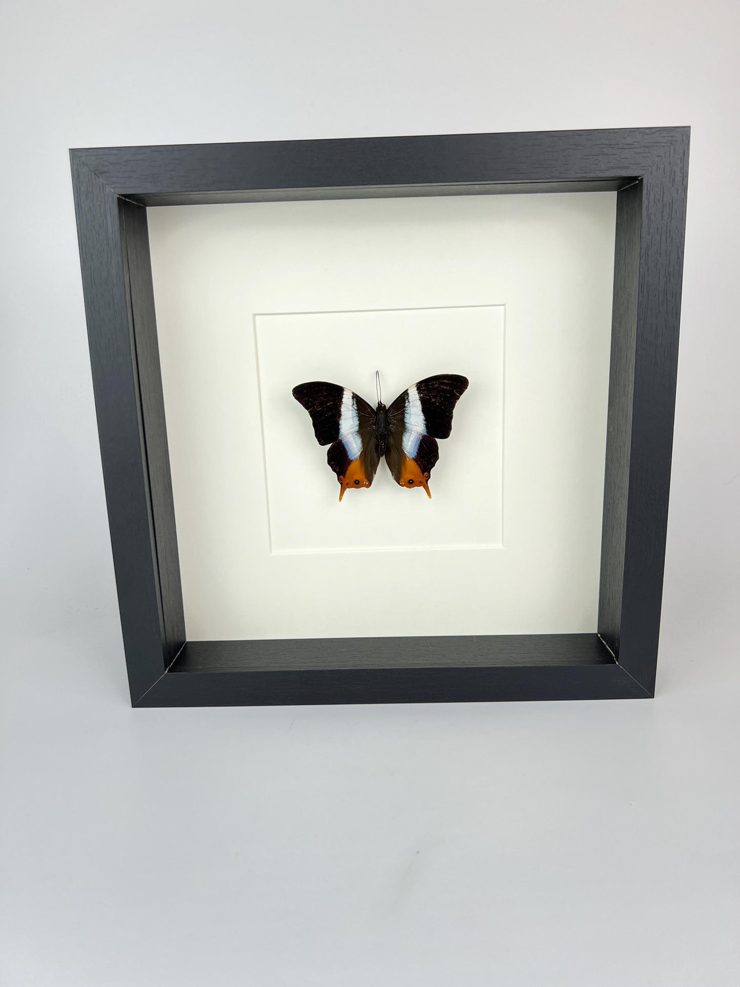 Framed Palla Violinitens – 25 x 25 cm (9.84 x 9.84 inches)