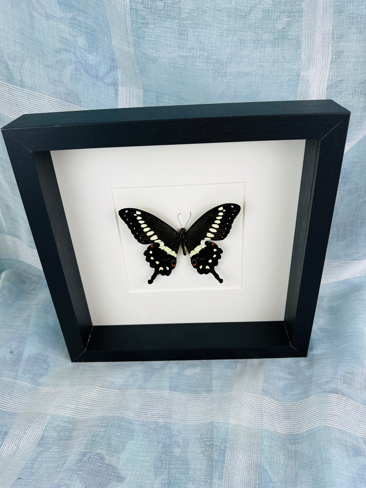 Echte vlinder | Papilio Menestheus in lijst (25x25cm)