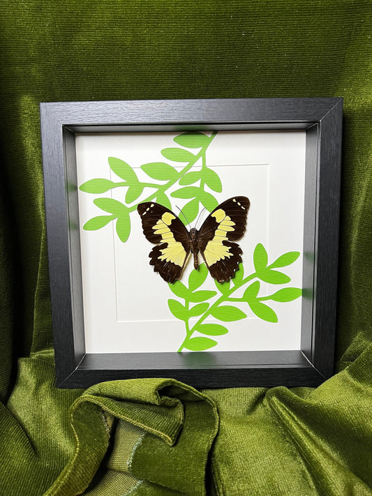 Echte vlinder | Papilio Euchenor op print in lijst (25x25cm)