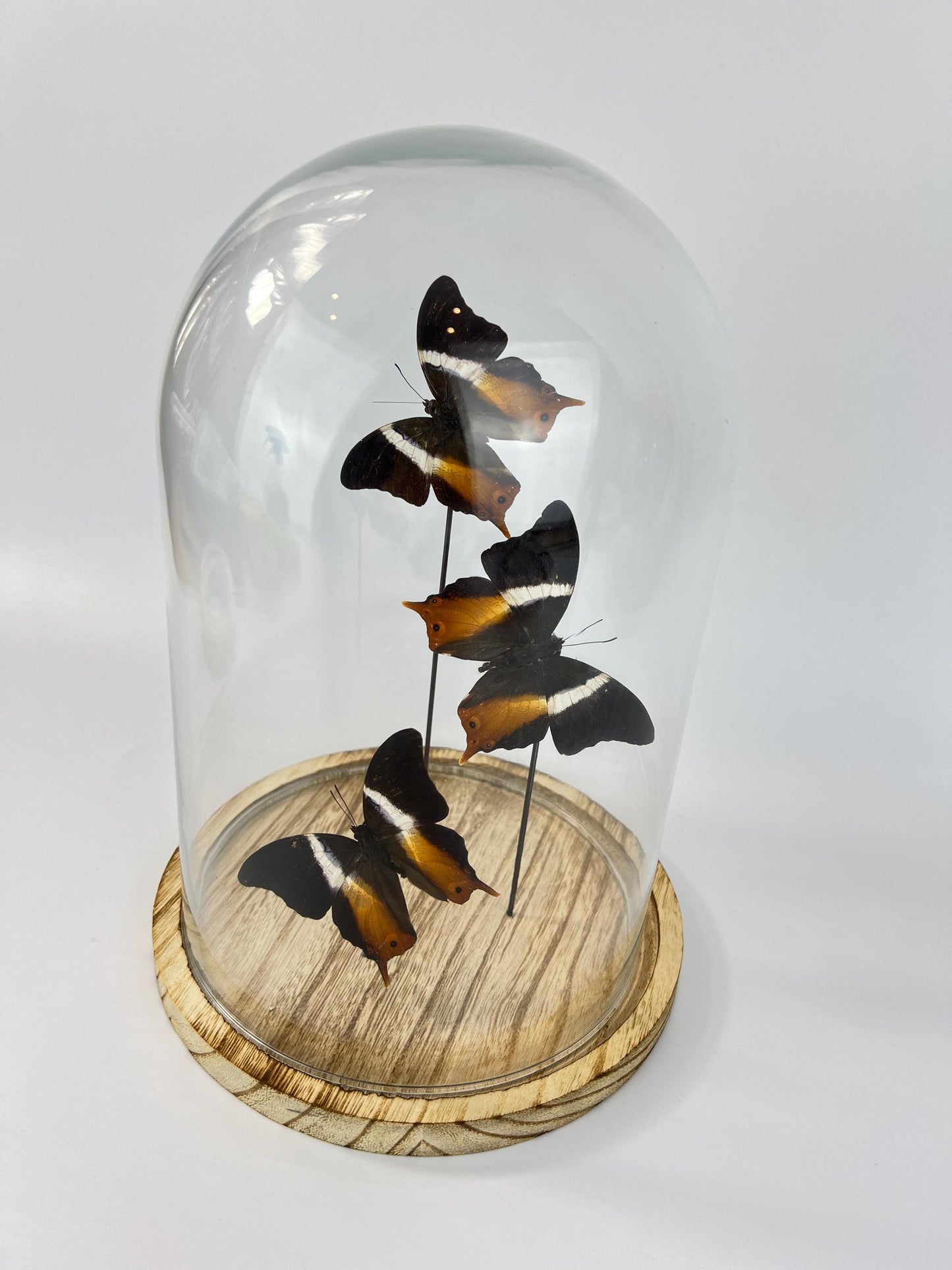 Echte vlinders Palla Publius in stolp 31x23 cm