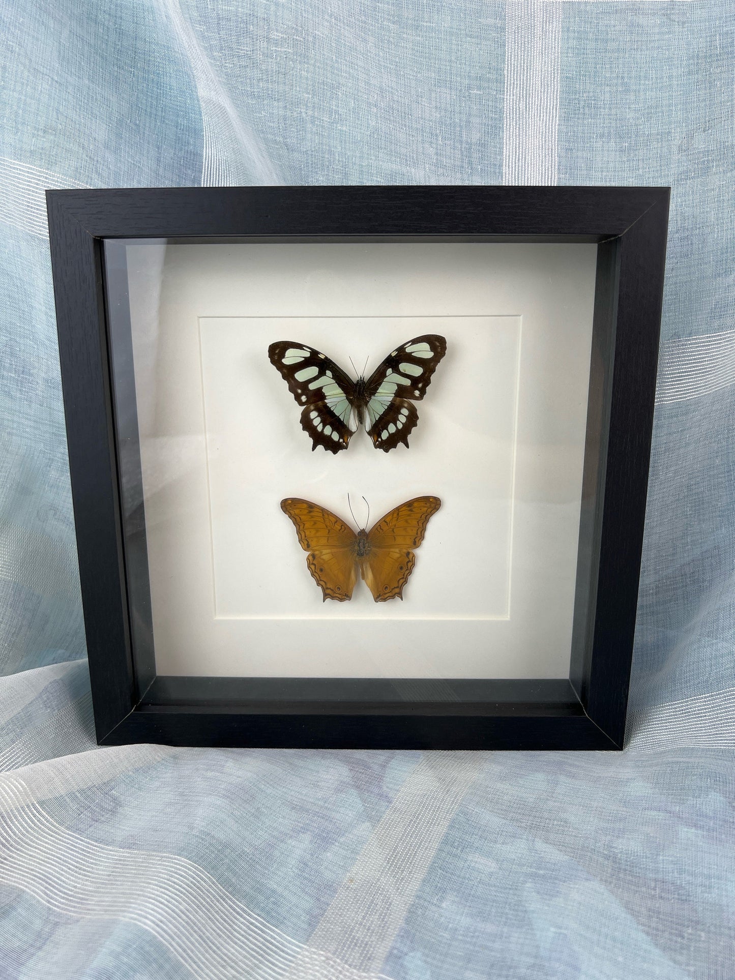 Natural Beauty in Frames - Real Butterflies Victoria Stelenes and Vindula Dejone