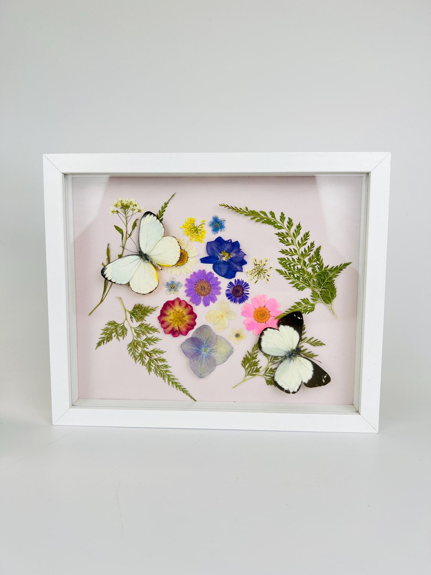 Echte vlinders | Witte vlinders met droogbloemen in lijst (23x19cm)