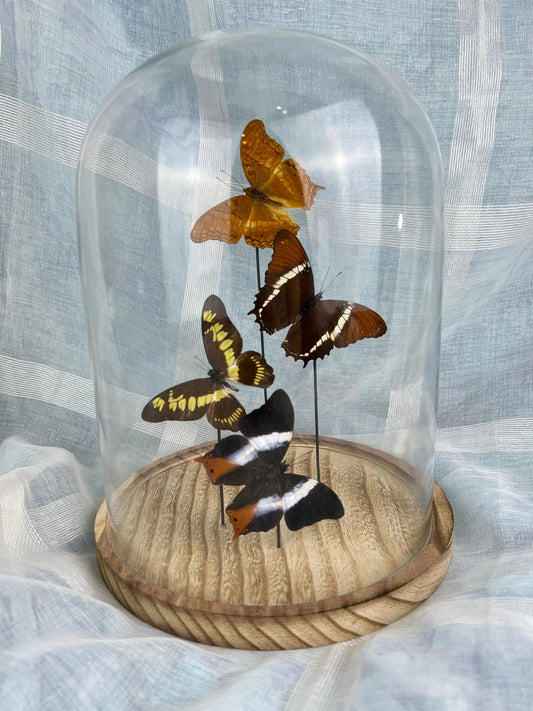 Real butterflies in dome