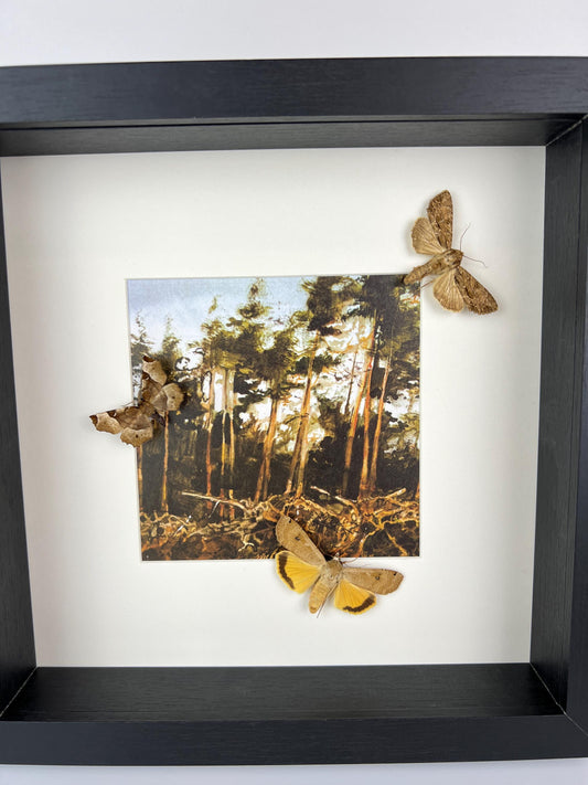 Framed Real Moths – 25 x 25 cm (9.84 x 9.84 inches)
