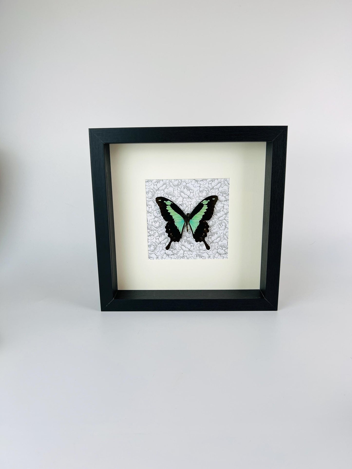Real Papilio Phorcas in a frame of 25x25 cm (9.8x9.8 inch) with decorative background