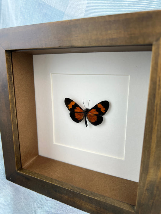 Framed real butterfly Altinote Negra