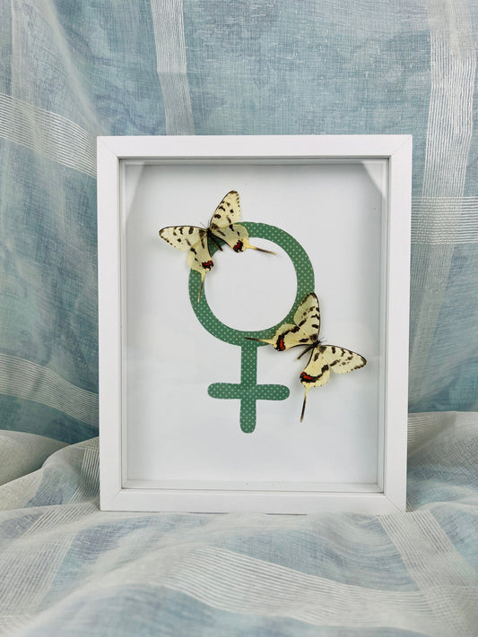 Unique Butterfly Art: 2 Real Sericinus Montela & Female Sign in Frame