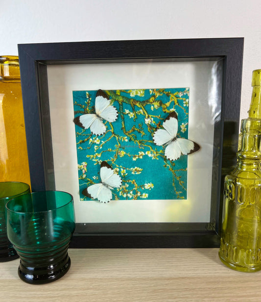 Echte vlinders Belenois Calypso in lijst met print 25x25cm