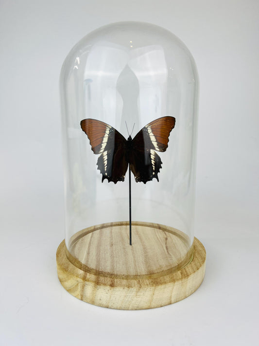 Echte vlinder | Siproeta Epaphus in stolp (21x14cm)