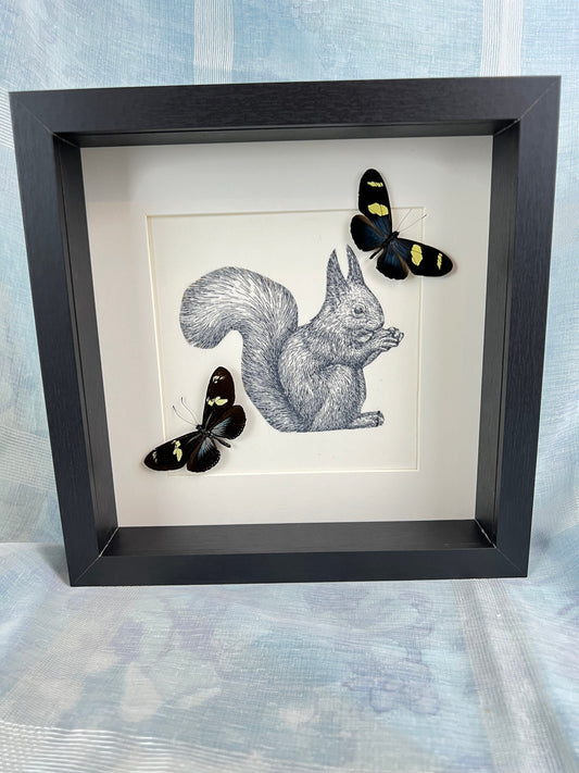 Echte vlinders | Blauwe Heliconius op print van eekhoorn in lijst (25x25cm)