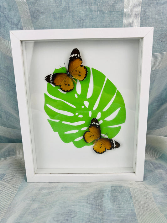Echte vlinders | Danaus Chrysippus op monstera print in lijst (23x19cm)