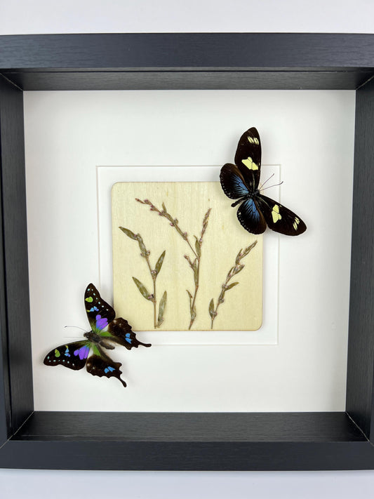 Framed Heliconius and Graphium Weiskei with Dried Flowers – 25 x 25 cm (9.84 x 9.84 inches)