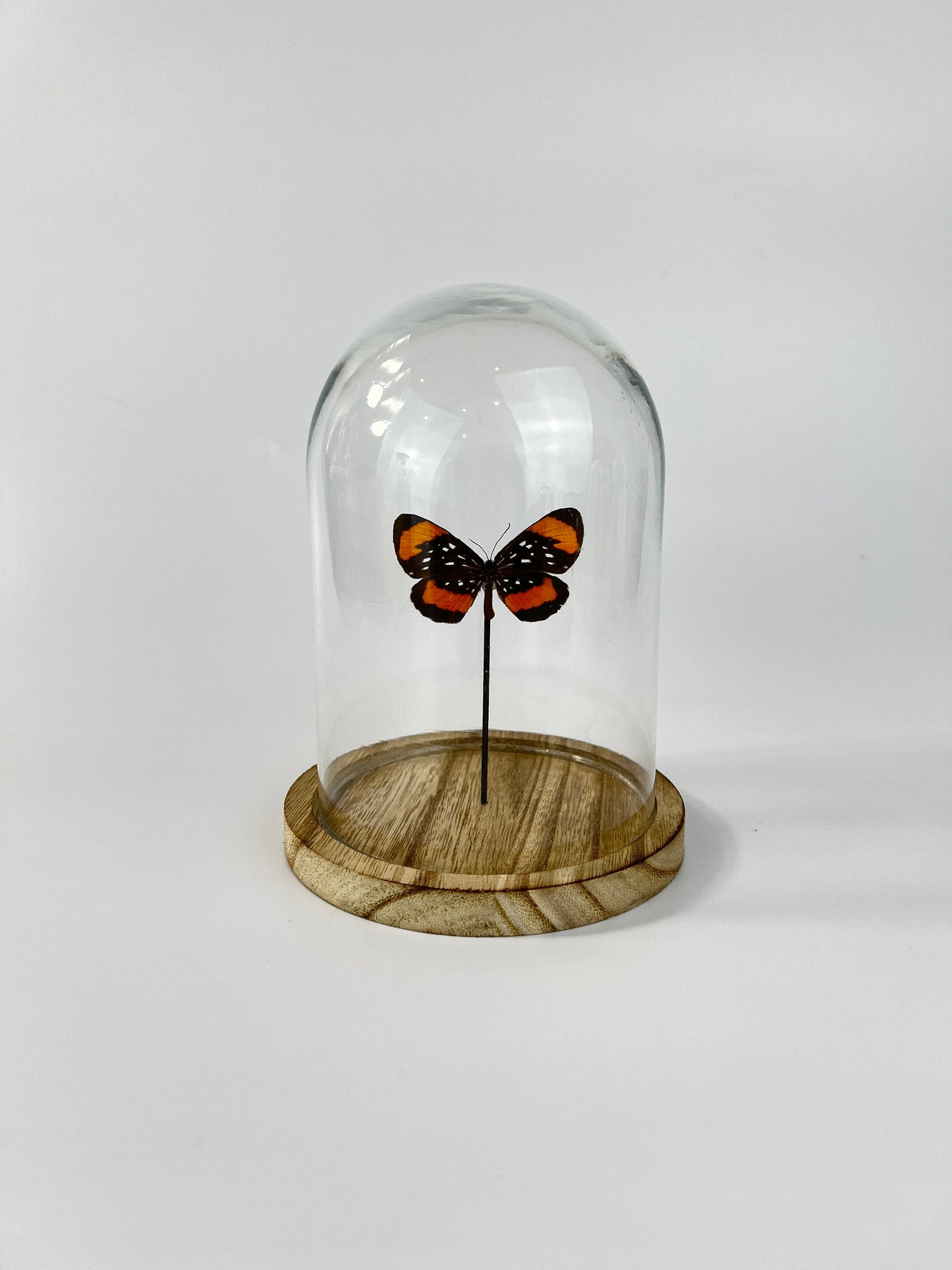 Echte vlinder | Stalachtis Euterpe in stolp (17x13cm)