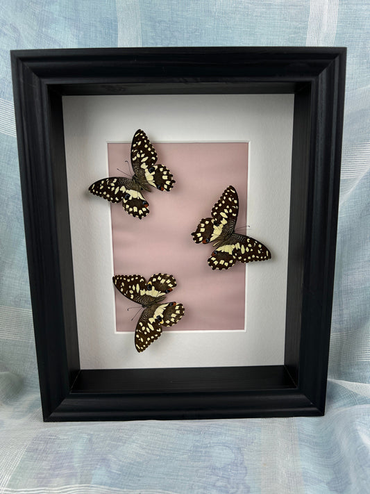 Echte vlinders | Papilio Demoleus in lijst (28x23cm)