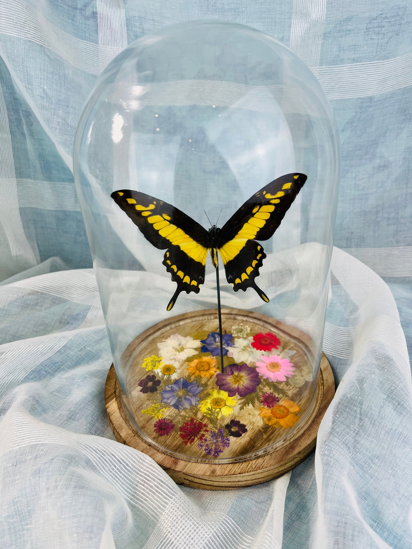 Papilio Thoas Butterfly Encased in Glass Dome | Dried Flower Decor | 25x17 cm | Real Eye-Catching Interior Decor