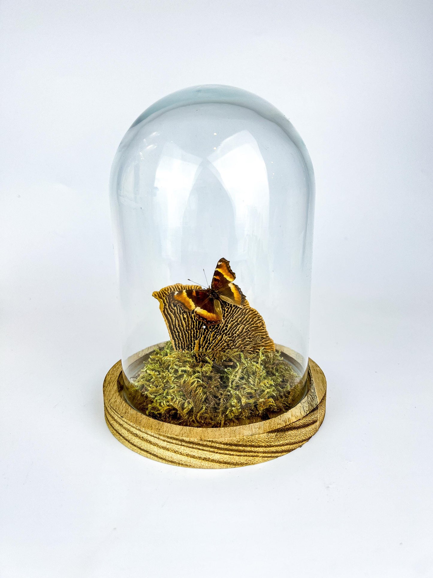 Echte vlinder | Aglais Milberti in stolp (17x13cm)