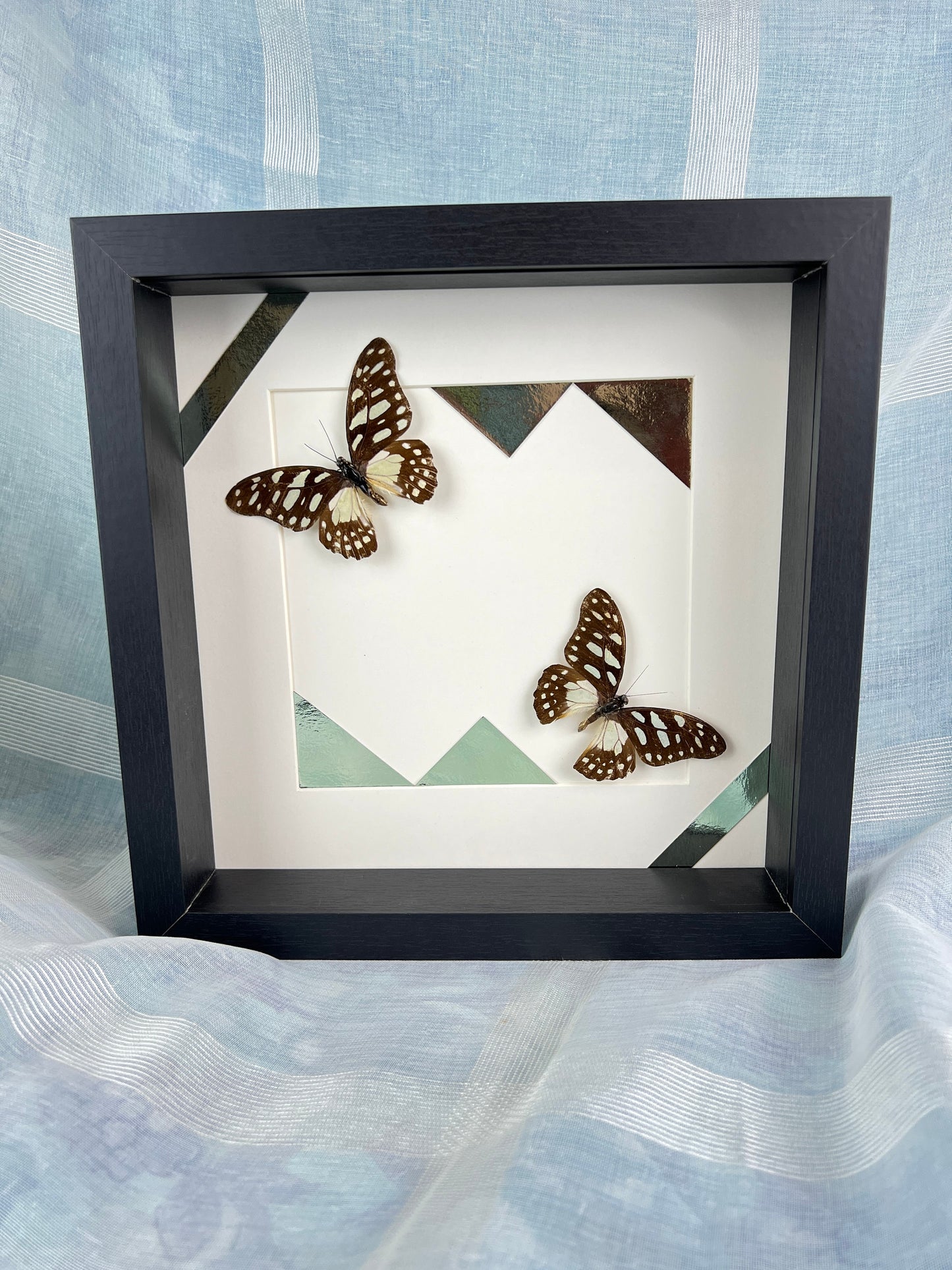 Ingelijste echte vlinders Graphium Leonidas en print in frame