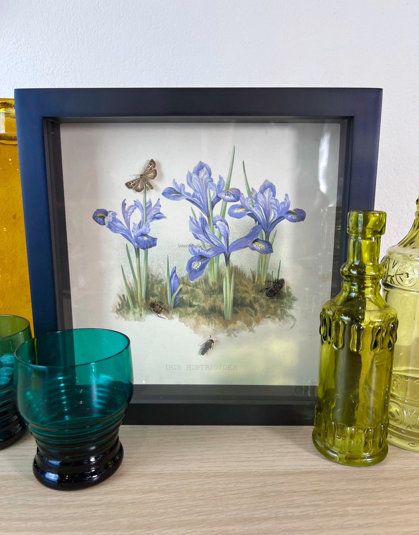 Framed real insects with a print in frame