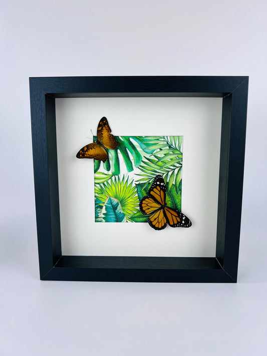 Opgezette vlinders Vagrans Egista en Danaus Plexippus in lijst van 25x25 cm