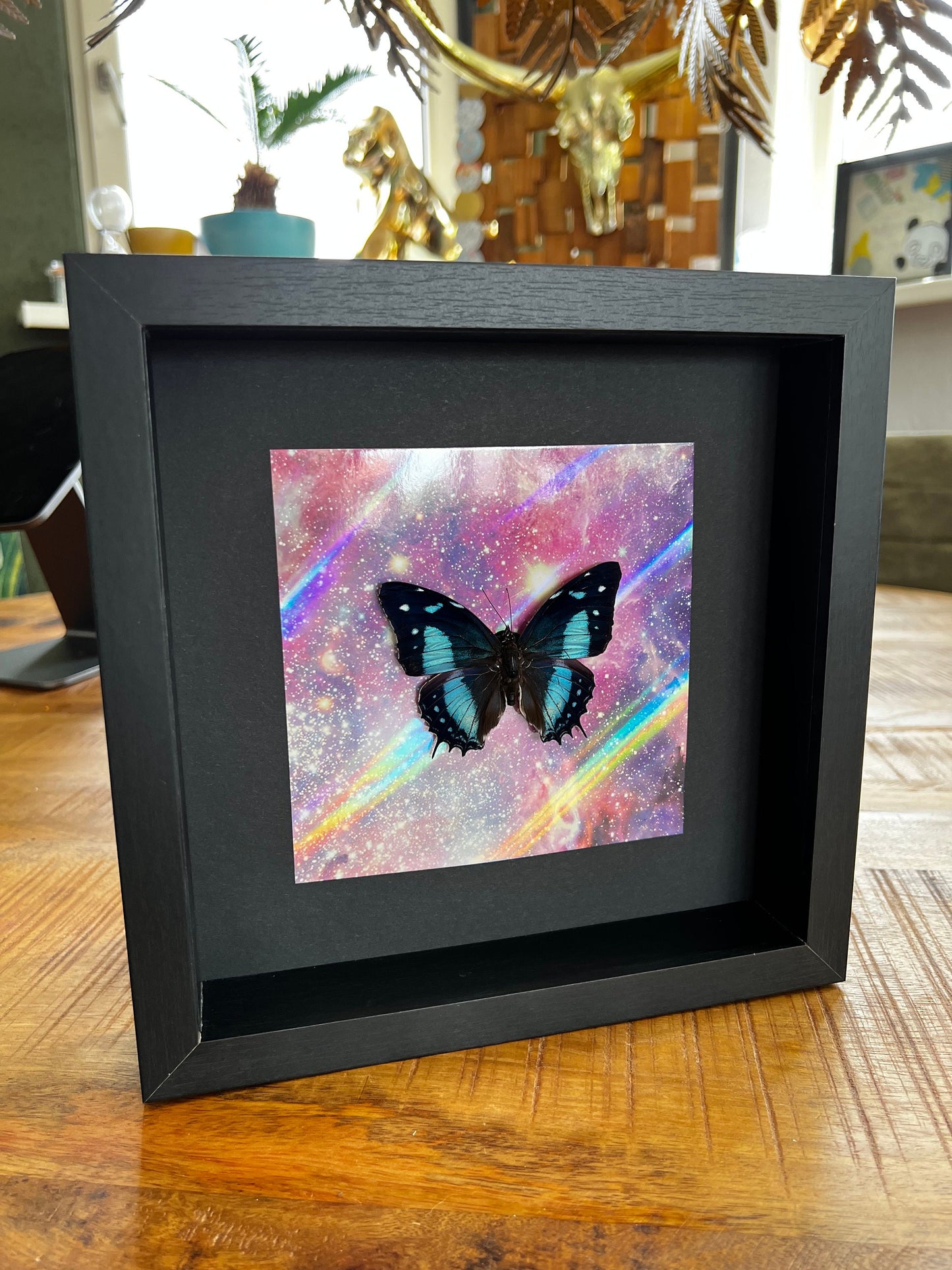 Framed real butterfly Baeotus Aeilus