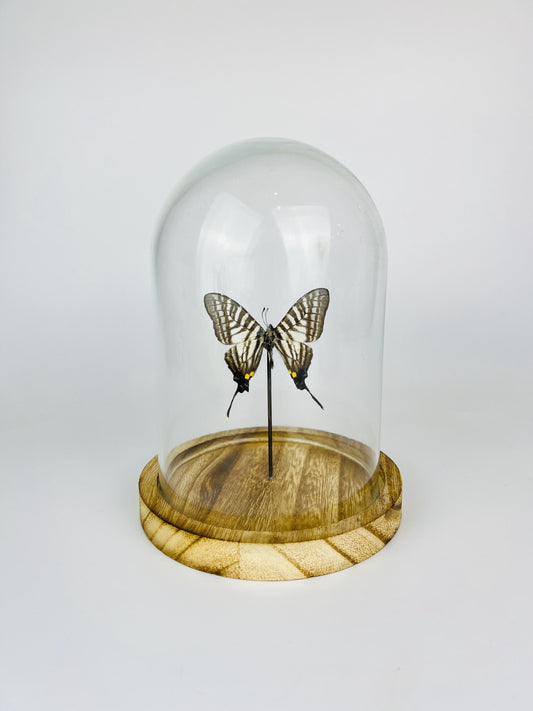 Real butterfly Graphium Pazala Eurous in Glass Dome – 17 x 13 cm (6.7 x 5.1 inches)