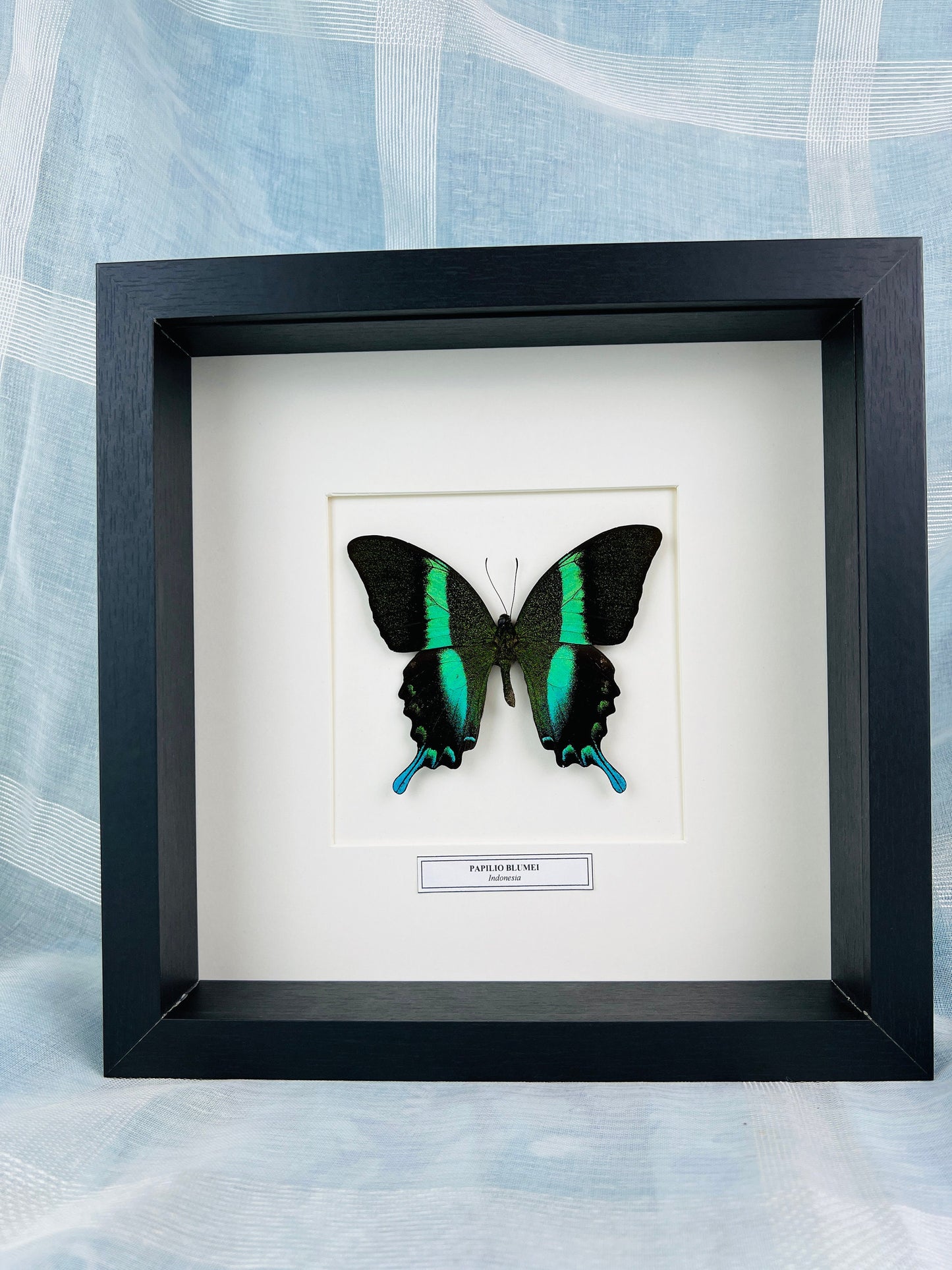 Uniek Papilio Blumei Butterfly Shadowbox-display met naamplaatje