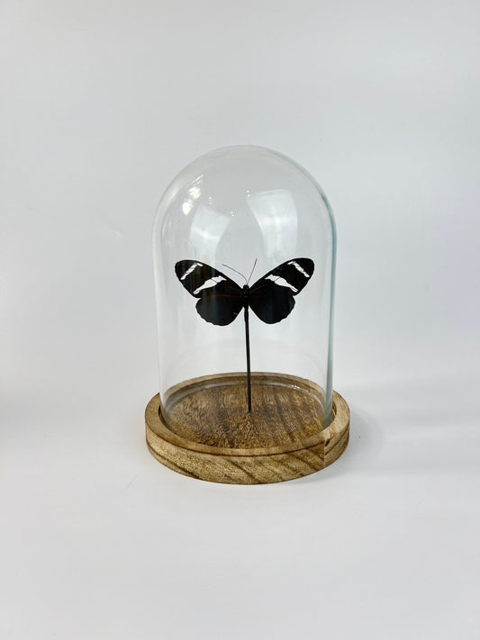 Echte vlinder | Heliconius Antiochus in stolp (17x13cm)