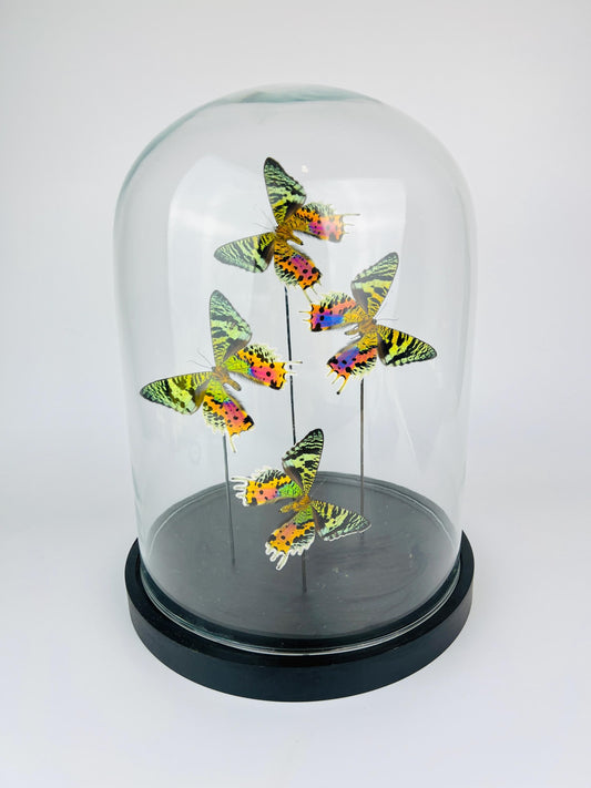 Echte vlinders Urania Ripheus (achterkant) in glazen koepel – 31 x 23 cm (12,2 x 9,1 inch)