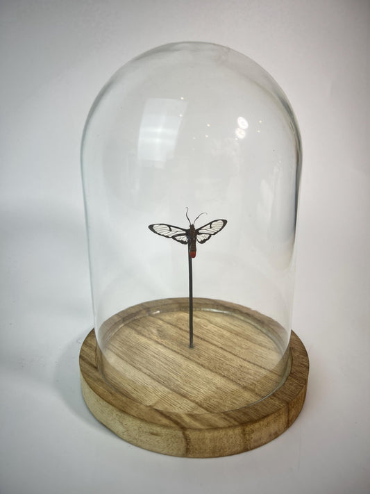 Echte vlinder | Vlinder met doorzichtige vleugels in stolp (17x13cm)