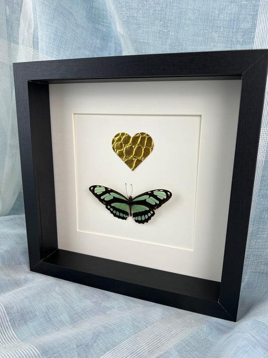Framed real butterfly Philaethria Dido and gold leather heart