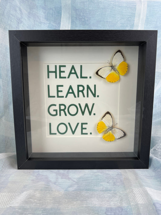 Echte vlinders | Catopsilia Scylla met tekst in lijst (25x25cm)