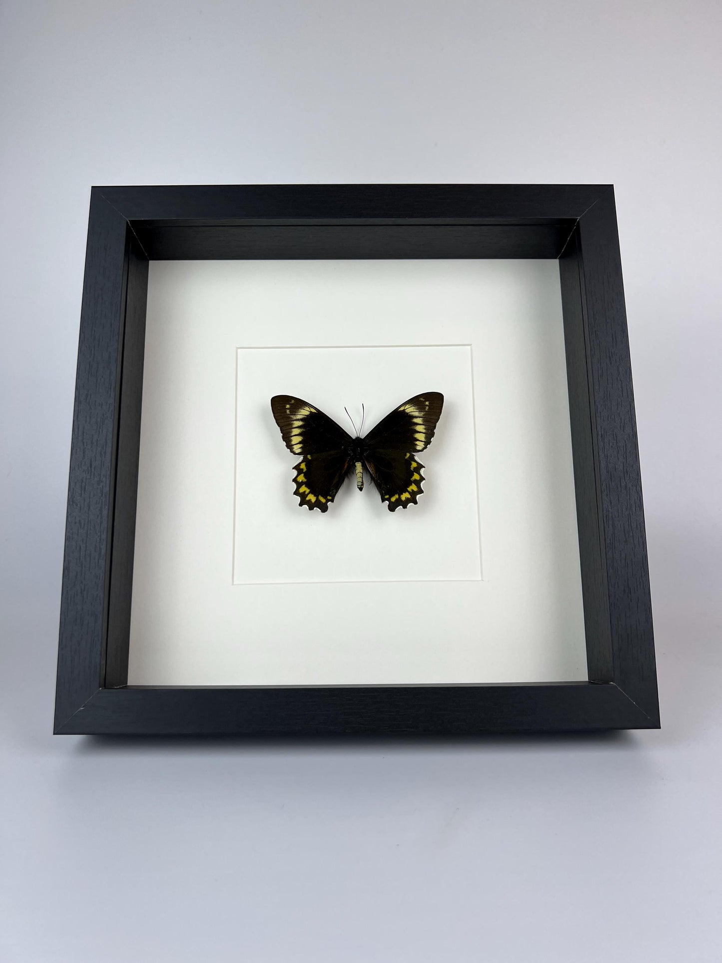 Framed real butterfly Battus Madyes Chlorodamas