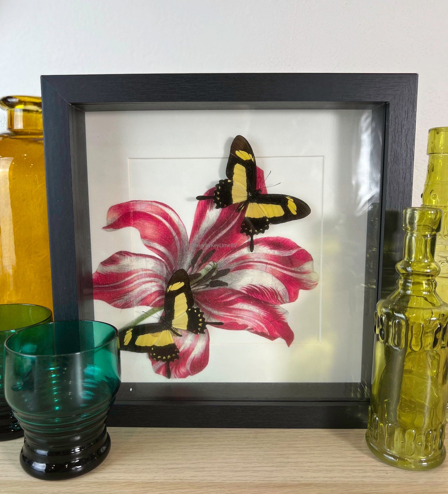 Echte vlinders Papilio Torquatus in lijst met print 25x25cm