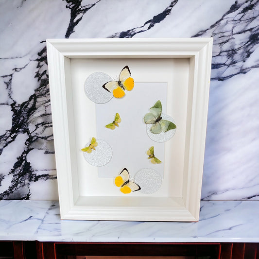 Framed real butterflies