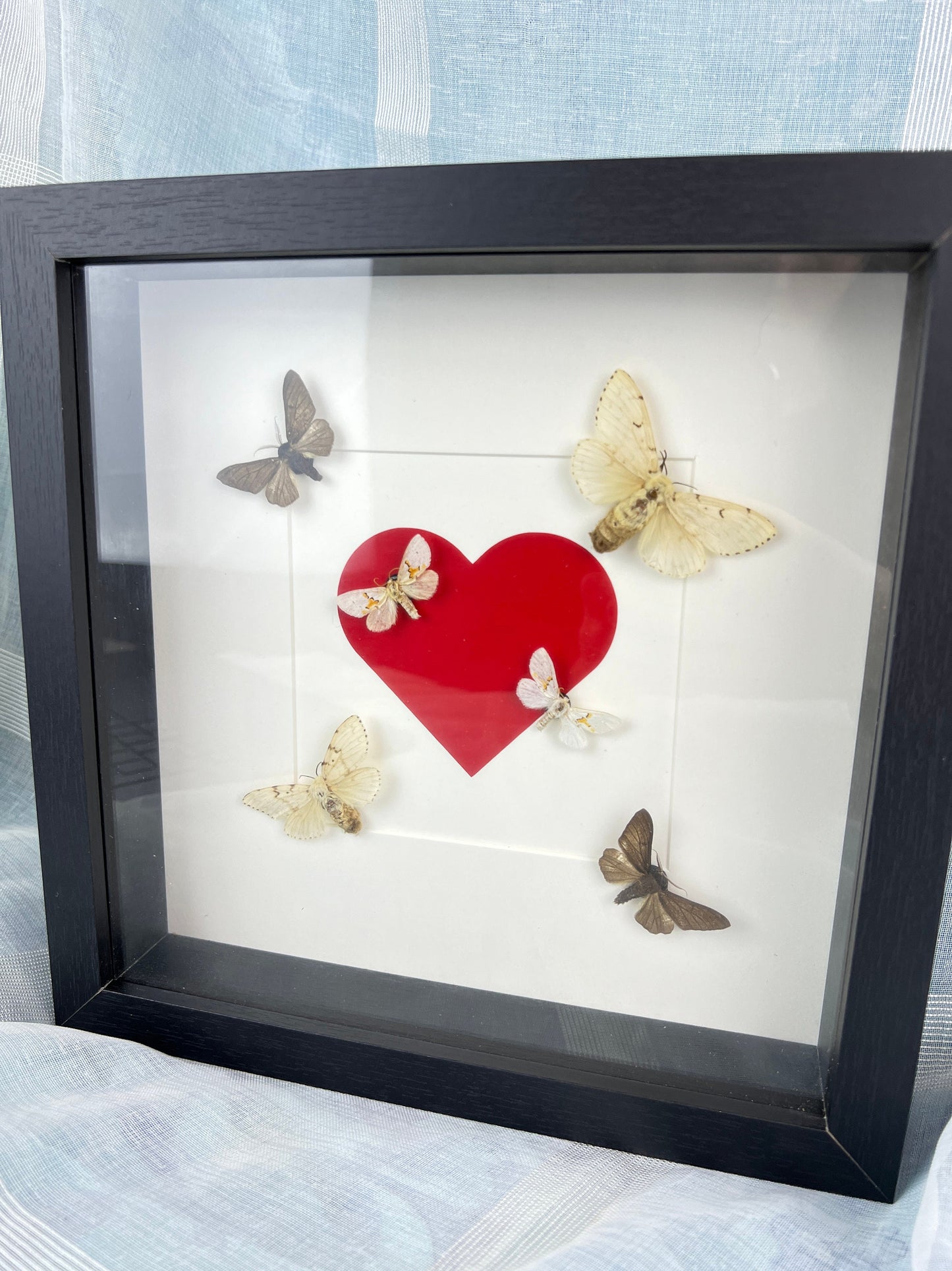 Zes motjes in lijst van 25x25 cm