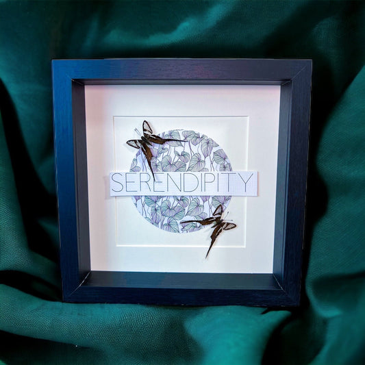 Framed real butterfly Lamproptera Meges